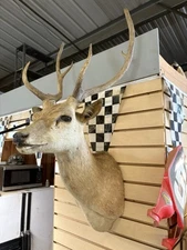 Taxidermy Sika or Sambar Deer Head Wall Shoulder Mount Antlers 6 Point