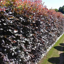 Beech Purple 40-60cm Bare Root Hedging - Copper Fagus sylvatica Shrubs for Hedge