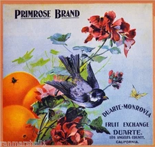 Duarte Monrovia Primrose Bluebird Bird Orange Citrus Fruit Crate Label Art Print
