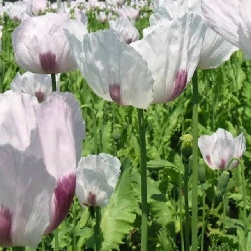 Семена мака Tasmanian Papavaer Somniferum стратифицированные более 20 000 штук для посадки - Изображение 3 из 4