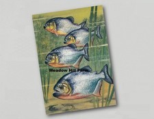 Fridge Magnet . Piranha Fish . Tropical Aquarium - Cichlid - Corydoras (1)
