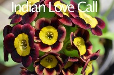 Primula auricula plants - Choose three plants from eight varieties