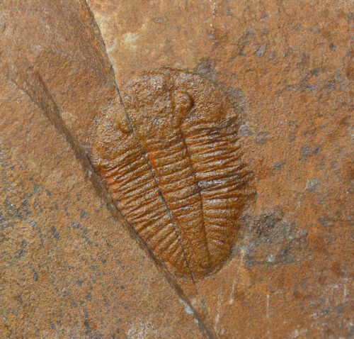 Trilobit, Ogyginus corndensis, Ordovizium, Llanvirn, Powys, Galles, Regno Unito-a685 - Foto 1 di 4