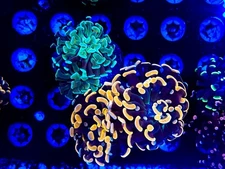 CKL Ultra Branching Hammer Frag Pack #2 WYSIWYG Live Coral LPS