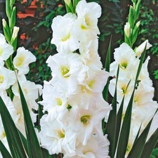 20 - ESSENTIAL GLADIOLUS BULBS  US SELLER - MAKES VERY SHOWY FLOWER BLOOMS