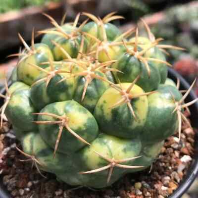 5-6cm Coryphanth Aelephantidens Variegated Cactus Succulent Plants Live Plants
