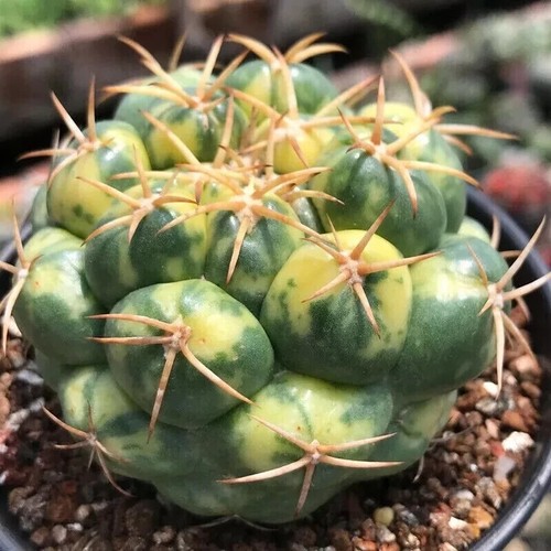5-6cm Coryphanth Aelephantidens bunte Kaktus Sukkulente