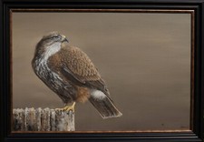 Buzzard Oil Painting, Framed Original Artwork, Realistic Art direct from Artist