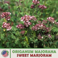 1000 Sweet Marjoram Seeds, Origanum Majorana, Culinary, Medicinal, Genuine USA