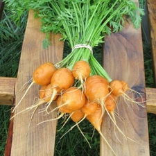 Parisian Carrot Seeds | Heirloom / Non-GMO | Free Shipping | Seed Store | 1088
