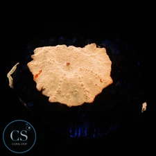 CS POLETTI JAWBREAKER MUSHROOM W/ 3 BABIES - WYSIWYG LIVE CORAL