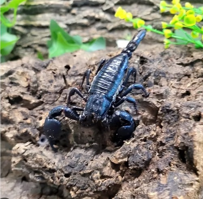 #ad 1 LIVE Juvenile Javan Blue Forest Scorpion 1 1 ½ Inches LAST ONE‼️ $30.00