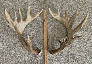 MASSIVE SET OF WHITETAIL DEER SHED ANTLERS