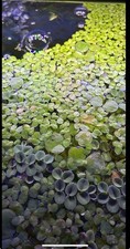buy2getoneFREE Amazon FROGBIT Live floating plants aquarium Texas Grown
