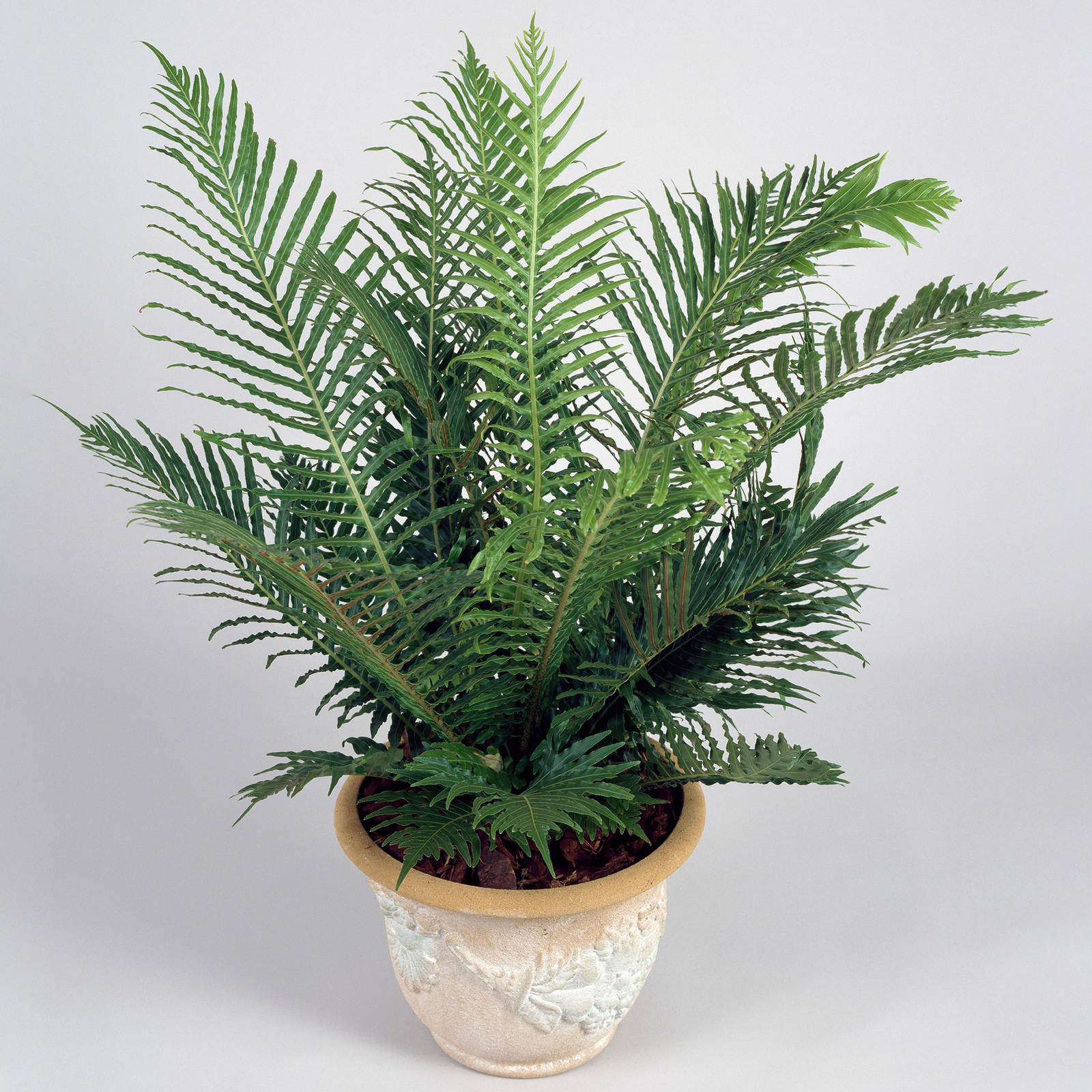 Blechnum Silver Lady Dwarf Fern | Perfect for Home or Office (25-35cm Incl. Pot)
