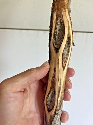 54'' Diamond Willow Trekking (HIDDEN  s) Walking Stick, Wood CARVING, Cane