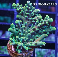 RR BIOHAZARD - SPS LIVE CORAL
