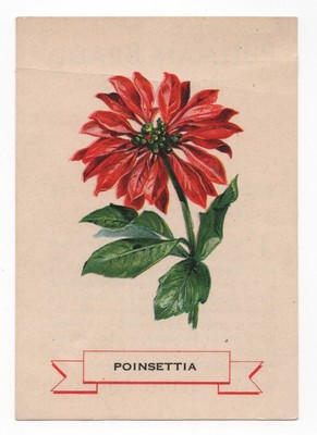 1920s Poinsettia Flower Trading Card Weber Bread D35? Like Cigarette Silks S49