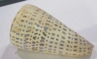 Cone Shell Conus Leopardus 3.5'' Hawaiian Beach Tropic  Seashell bin3 bagE