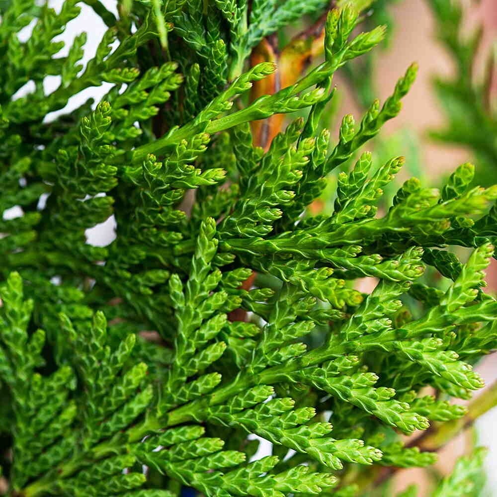 Western Red Cedar Seeds Thuja plicata 60 Seeds Superb evergreen