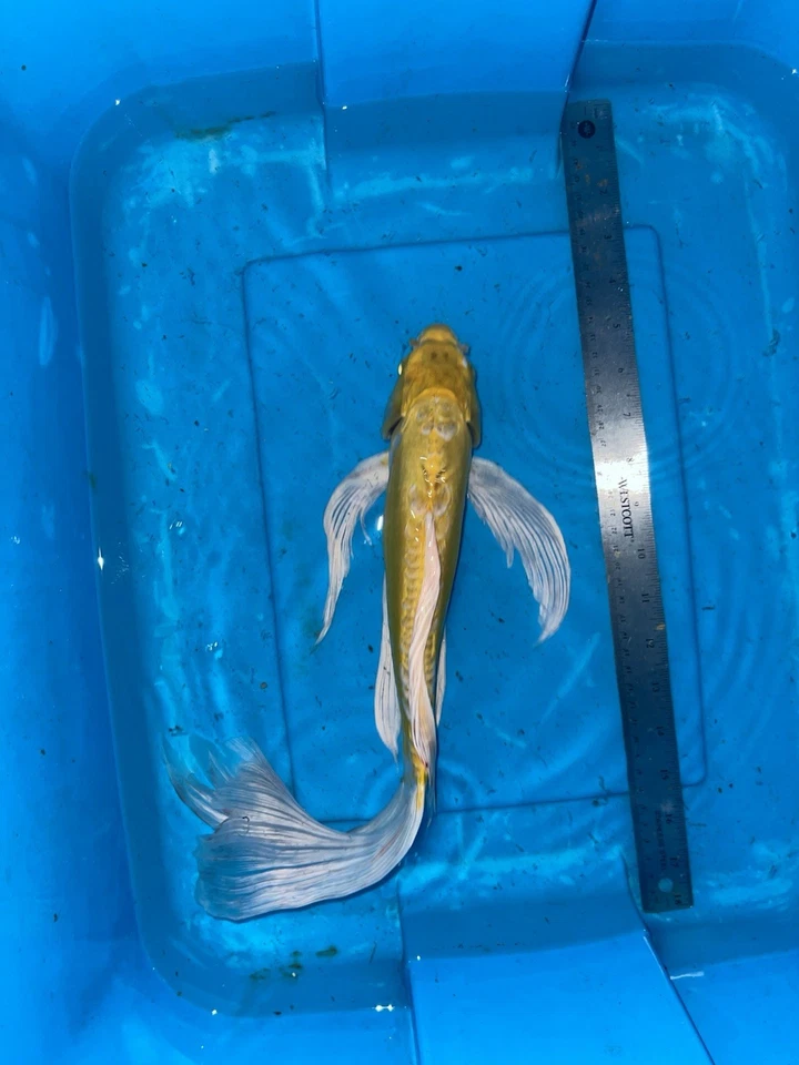 16” YAMABUKI OGON BUTTERFLY KOI -- DEEP YELLOW SUPER VIBRANT AA+ CSRAKOi - Image 3 of 4