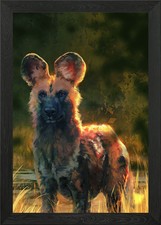 African Wild Dog Framed Wall Art Poster Print Picture