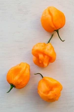 30+ ORANGE SCOTCH BONNET PEPPER SEEDS NON-GMO FRESH FOR YOUR GARDEN
