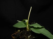 Typhonium glaucum - Blooming size tuber - FREE heat pack