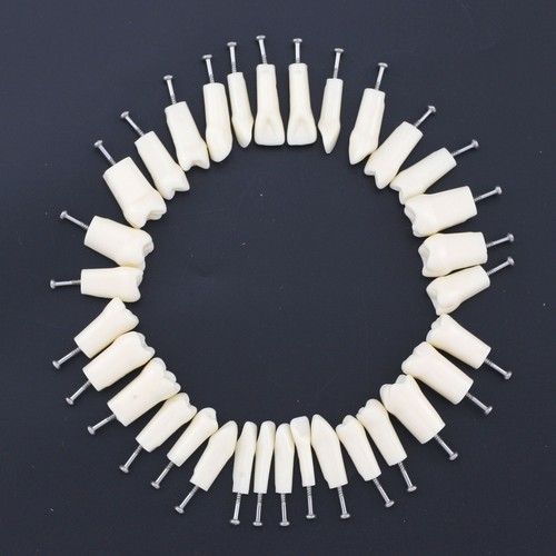 Kilgore NISSIN 200 Dental Typodont Model Mounting Pole 32pc Removable Teeth - Picture 28 of 118