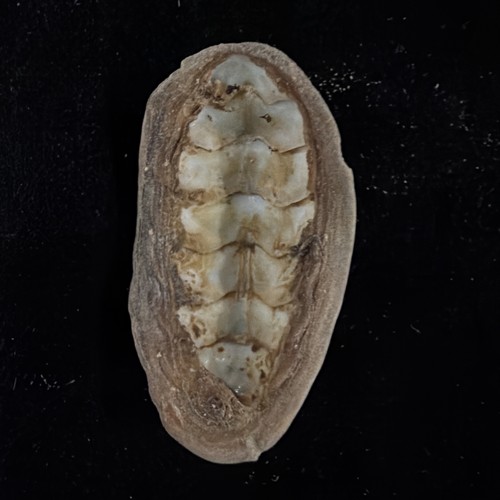 Mopalia Swanii Chiton Shells Lot Of 5 Washington 1984 (S119) - Picture 10 of 14