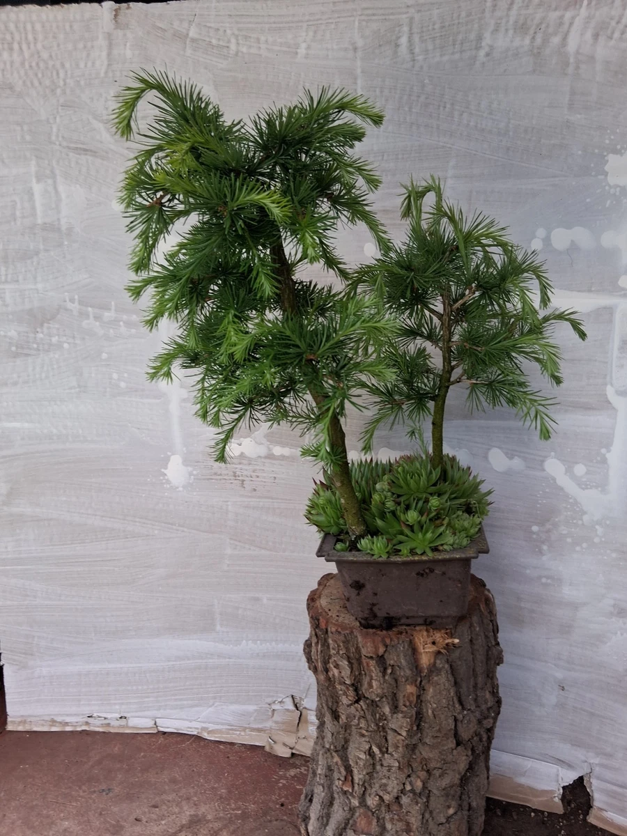 Bonsai Jungpflanze online kaufen | eBay.de