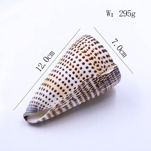 Natural Black Corn Conch Sea Shell Natural Seashell Specimen Beach Decoration - Picture 2 of 12