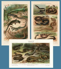 Decorative Lithographs Snakes and Lizzards 17 Animals 1898