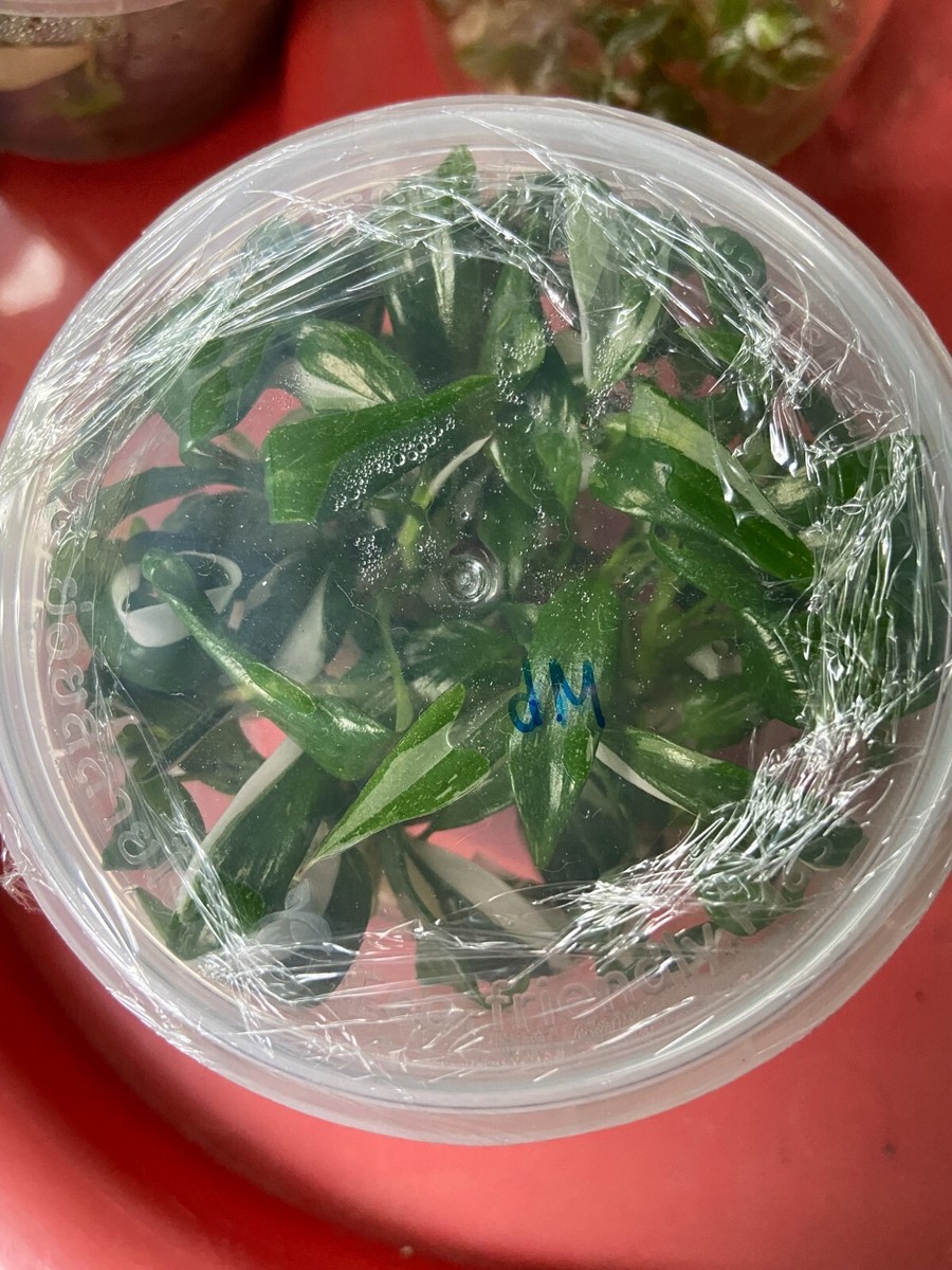 10 Philodendron White Princess Tissue Culture Plants