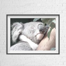 AUSTRALIAN NATIVE KOALA BEAR ANIMAL POSTER PICTURE PRINT Sizes A5 to A0 **NEW**