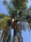 Queen Palm Trees (Syagrus romanzoffiana) 5 SEEDS