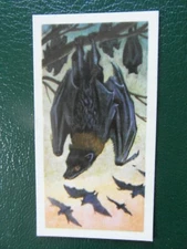 Brooke Bond "Asian Wildlife" 1962 original tea-card, No9 Malay Fruit Bat