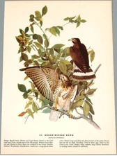 1940s Lithograph Print - AUDUBON BIRDS - Broad-Winged Hawk & Pigeon Hawk