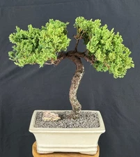 Juniper Bonsai Tree 15"H Outdoor Evergreen Trained Juniper Procumbens Nana