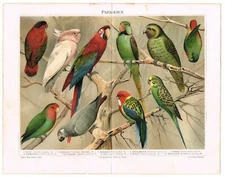 PARROTS Antique Print 1890 Original ChromoLithograph psittacines Birds Animals