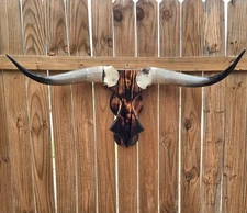 3ft8in Cowskull Longhorn Wall Mount modern contemporary Western Style Bullskull 