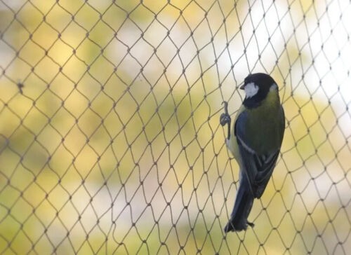 Bird Netting 6m Wide Heavy Duty Garden Pond Fruit Net Protection Veg Cage Woven