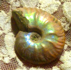 40mm Iridescent AMMONITE FOSSIL 100 MYO Madagascar OLD STOCK 86.5 carats — photo 2