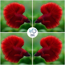 Live Betta Fish - High Quality Grade A HM Super Red Chili USA Seller