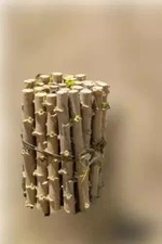 CASSAVA -Manihot esculenta - Yuca stem 6 - L I V E- cuttings 100% GERMINATE