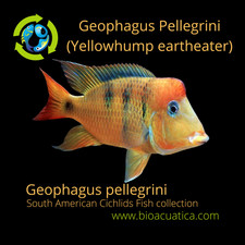 BEAUTIFUL GEOPHAGUS PELLEGRINI 2.5 to 3 INCHES UNSEXED Geophagus pellegrini