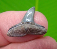Fossil LEMON Shark Tooth - RARE PATHOLOGY - FOSSIL - VENICE BEACH
