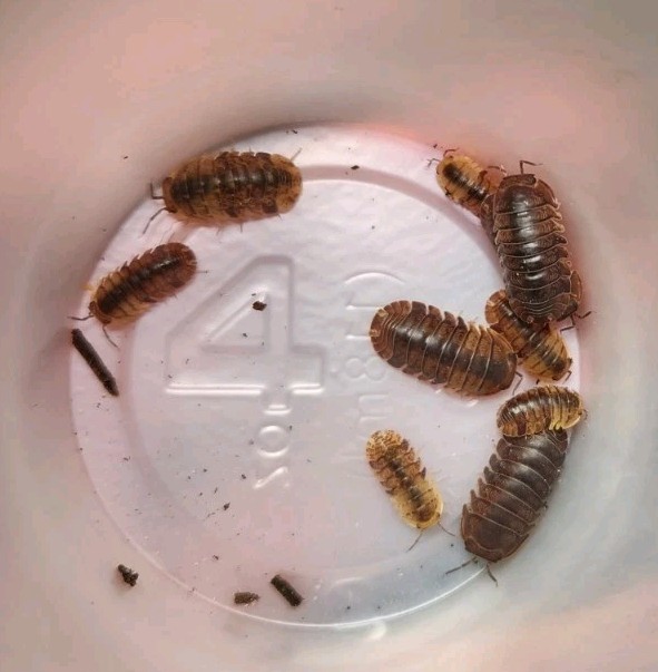 10+ Juvenile Filipinodillo Cordova Feeders Bioactive 