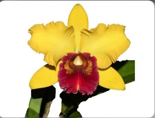 Cattleya Rlc Eugene Banzinger Bloom Size Orchid Red Yellow Mericlone 4.5” Pot
