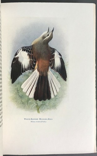 Limited Edition W. H. Hudson Birds of La Plata, 2 Vols. E. P. Dutton 1920 - Picture 5 of 12